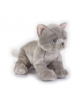 Venturelli British Shorthair Kitten Ngs Peluches Gatti, 770674